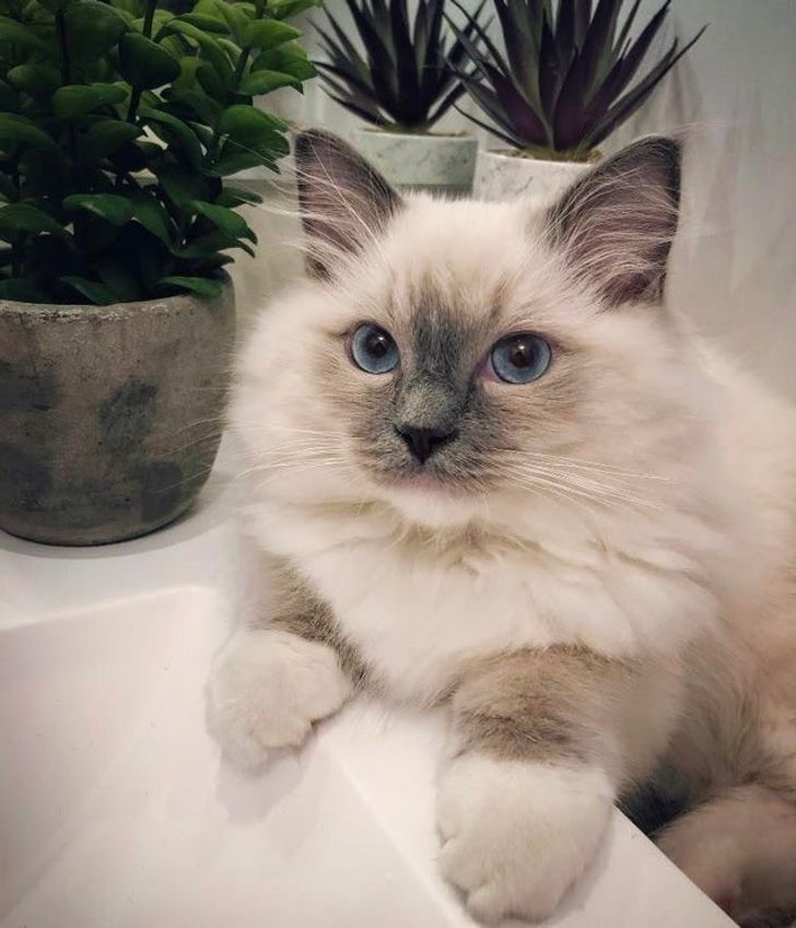 1. Giống mèo Ragdoll: