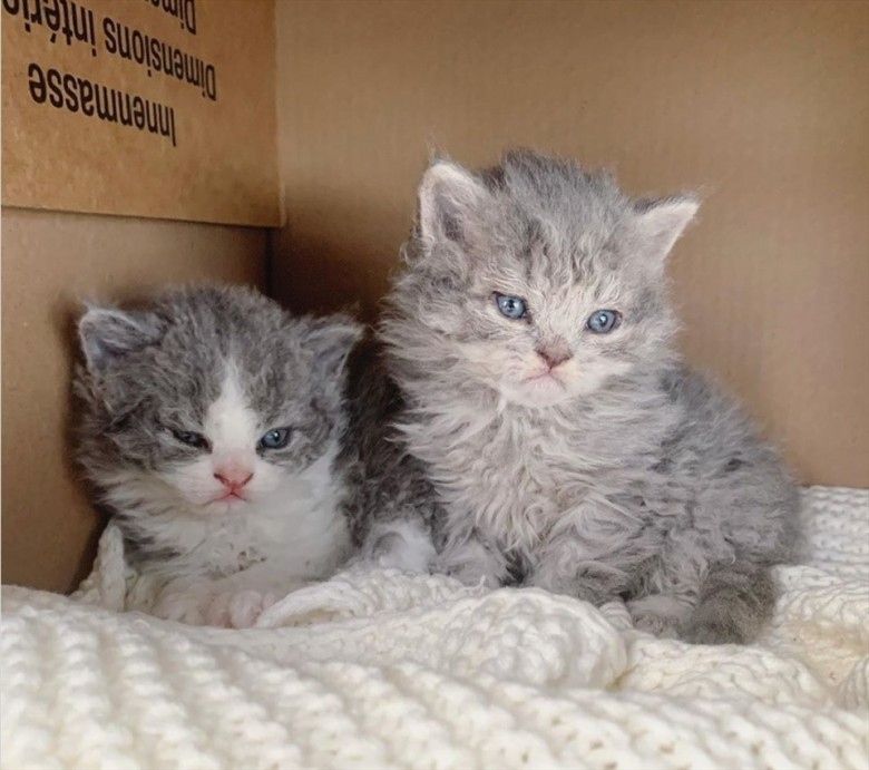 2. Giống mèo Selkirk Rex: