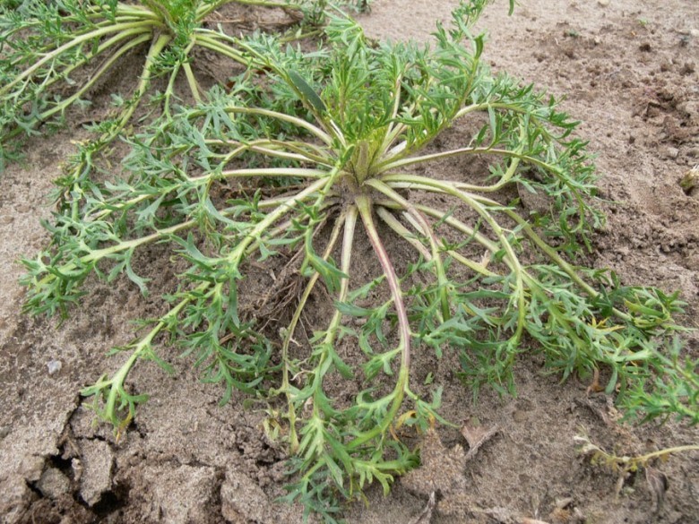 Những tác dụng của thảo dược Lepidium Meyenii