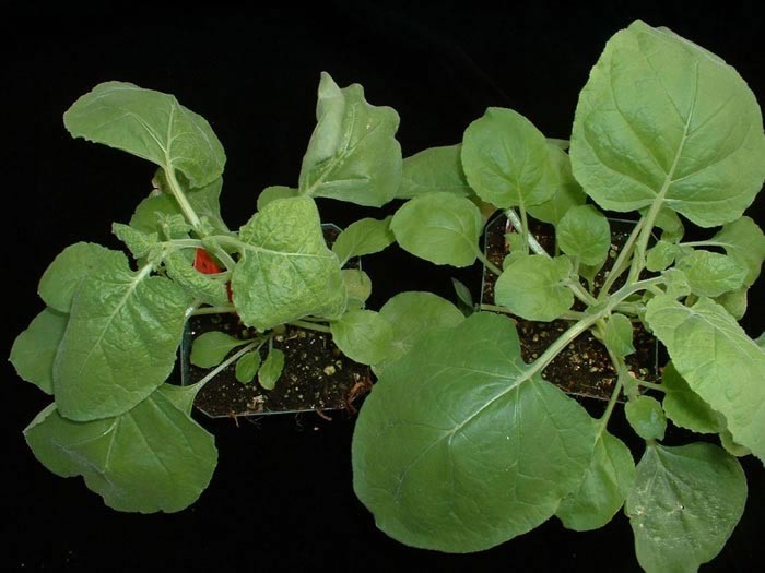 Hình ảnh cây thuốc lá  - Nicotiana benthamiana Domin