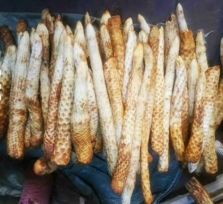 Cây Nhục Thung Dung – Cistanche Deserticola