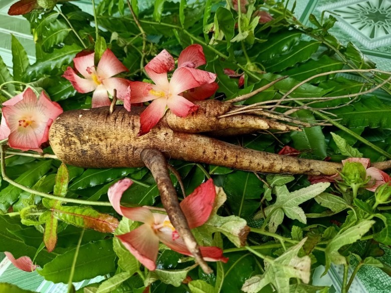 Cây sâm bố chính