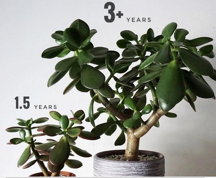 Đặc điểm cây Ngọc Bích