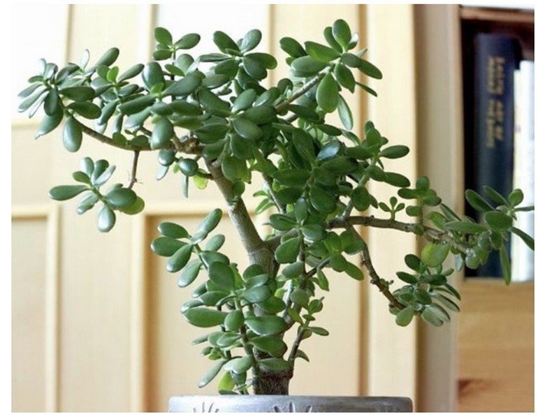 Ý nghĩa của cây ngọc bích