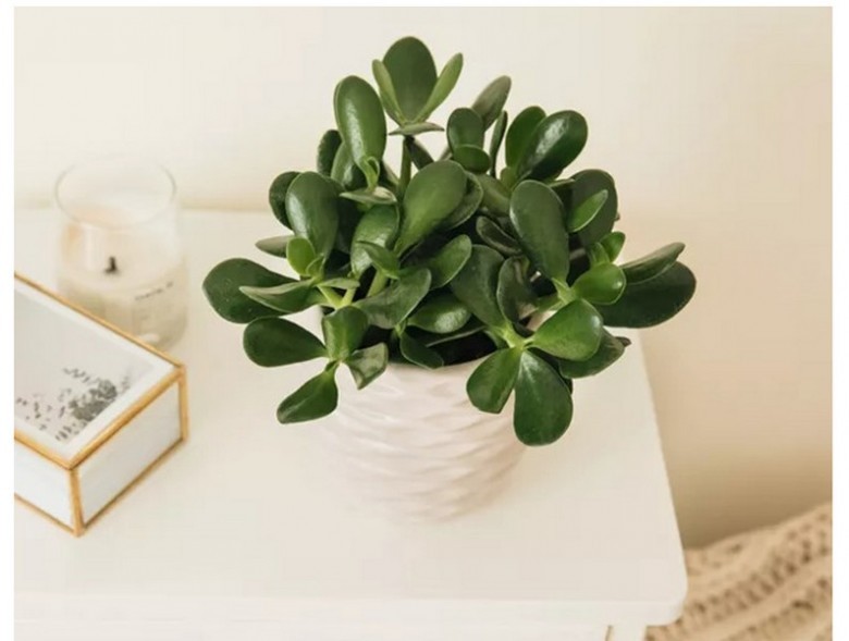 Vị trí đặt cây ngọc bích tốt nhất theo phong thủy