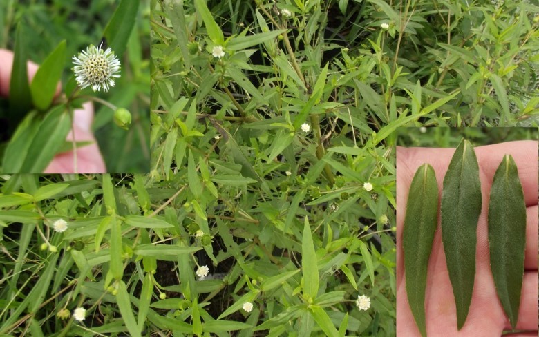 Cỏ mực, cỏ nhọ nồi hay hàn liên thảo (Eclipta prostrata) là một loài thực vật thuộc họ Cúc. Nó phổ biến ở nhiều nơi trên thế giới.