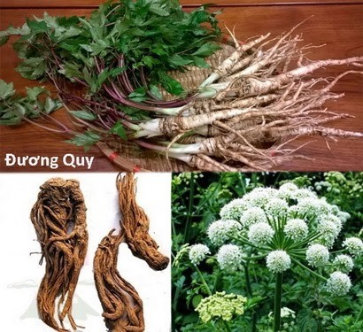 Công của sâm đương quy ngâm mật ong với nam giới