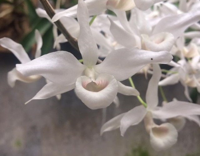 Hoàng Thảo Kèn trắng quý hiếm