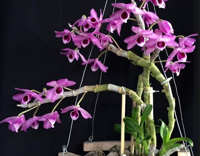 Kỹ thuật trồng Hoàng Thảo Kèn