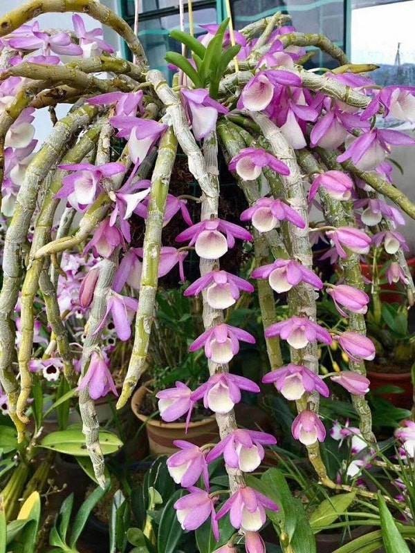 Hoàng thảo vôi có tên khoa học là Dendrobium polyanthum