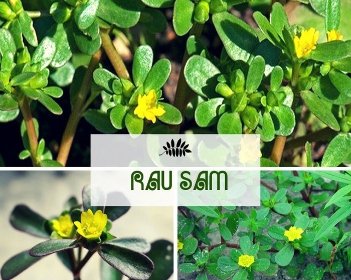 Rau sam lượng lớn đun nước uống chữa viêm gan, vàng da, trúng cảm hoặc nhọt mủ ra nước vàng.