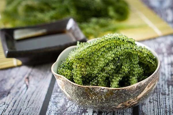 Rong nho là một loại tảo biển rất bổ dưỡng