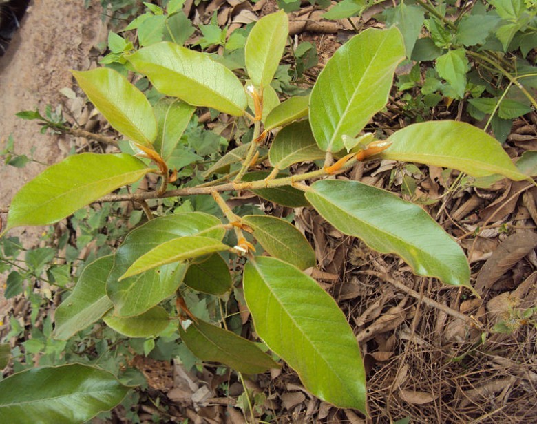 Đa Lông có tên khoa học Ficus drupacea là một loài thực vật có hoa trong họ Moraceae. Loài này được Thunb. mô tả khoa học đầu tiên năm 1786.