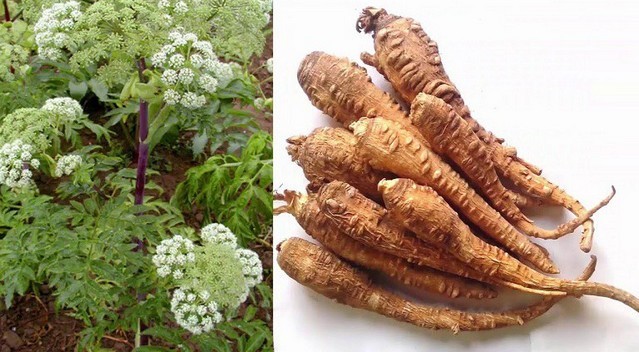Mô tả dược liệu Bạch chỉ