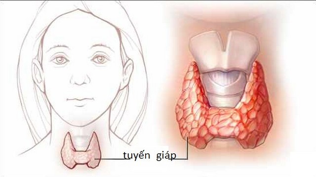 Suy tuyến giáp ảnh hưởng khả năng sinh sản
