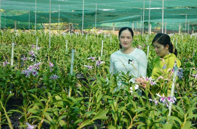Sau 2 năm, chị Nguyễn Ngọc Công Khanh mở rộng quy mô vườn lan lên 8.000m2 với trên 200.000 chậu lan.