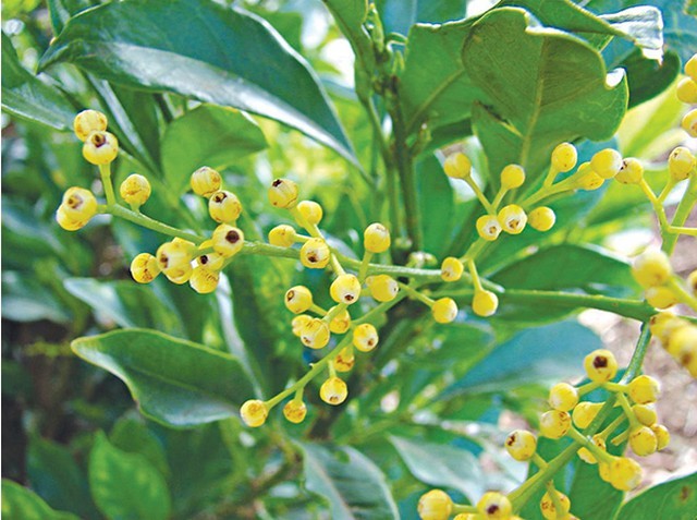 Cây Ngâu cóTên khoa học: Aglaia duperreana Pierre, thuộc họ Xoan -Meliaceae.