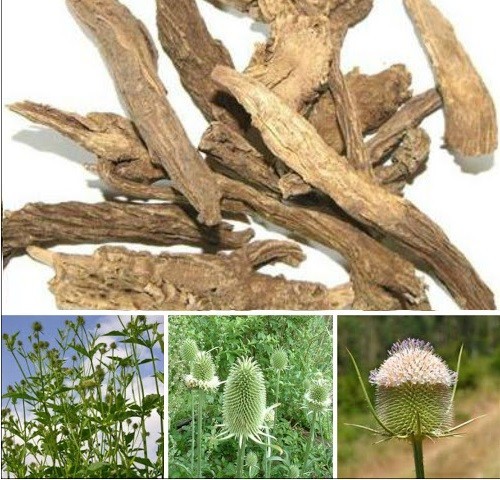 Sau đây là một số bài thuốc trị bệnh: