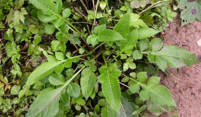Tiếp cốt liệu thương: