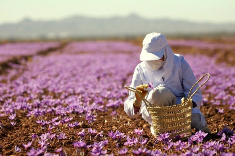 Công dụng của saffron, so sánh chi phí điều trị so với một số loại thuốc kê đơn