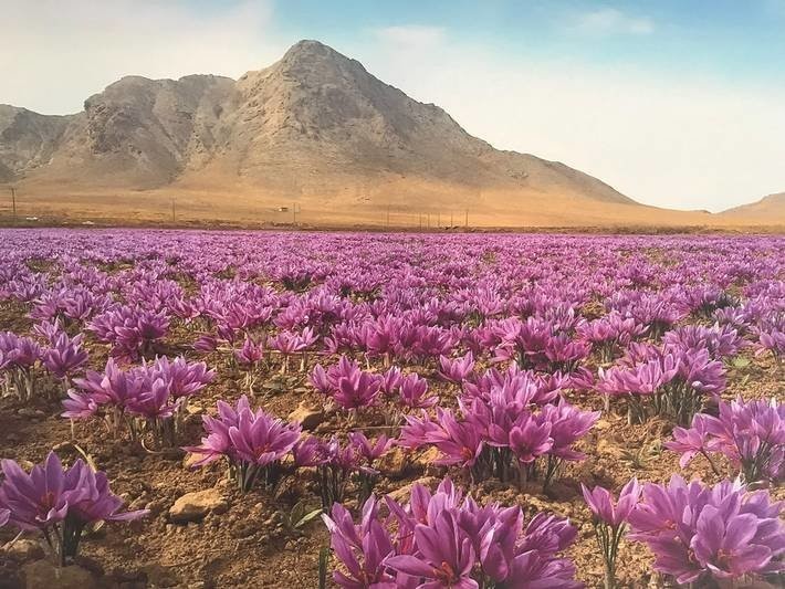 Saffron có tác dụng phụ không? Có đấy!