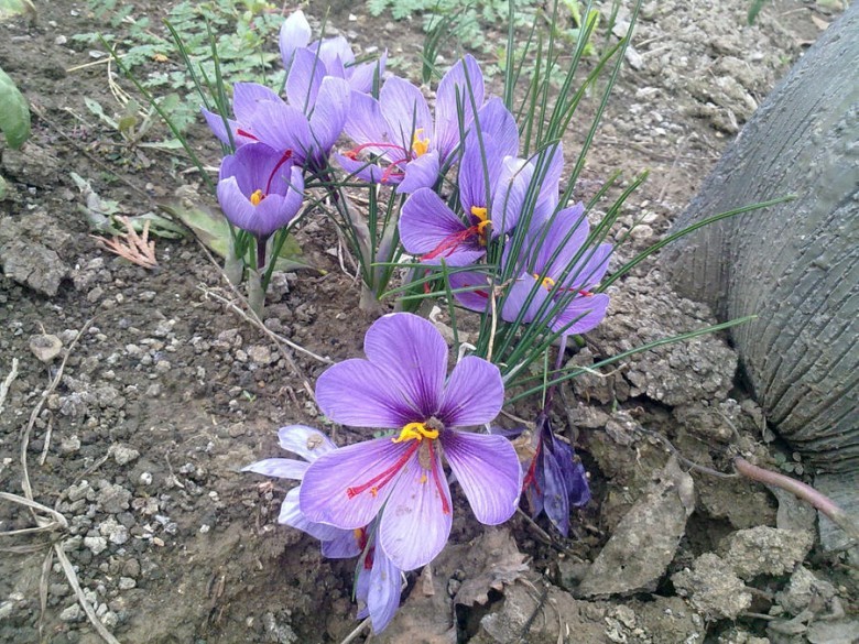 Vì sao Saffron rất đắt?