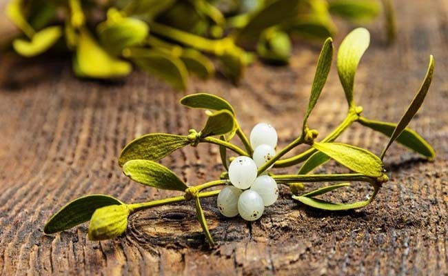 Cây tầm gửi chữa bệnh