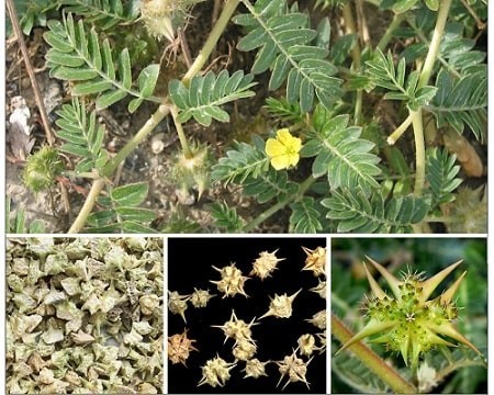Công dụng chữa bệnh của bạch tật lê