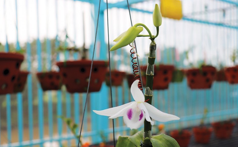 Mê trồng Hoa Lan bỏ phố về quê
