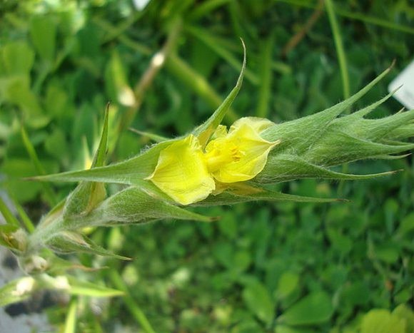 Những bài thuốc chữa bệnh từ cỏ đuôi lươn