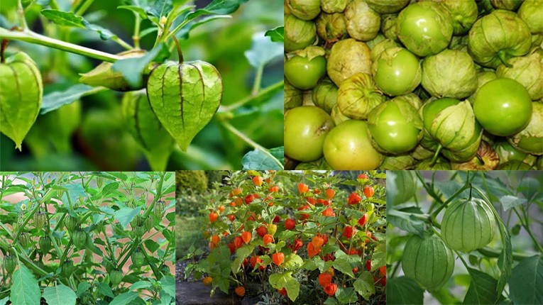 Bài thuốc chữa bệnh từ cây tầm bóp