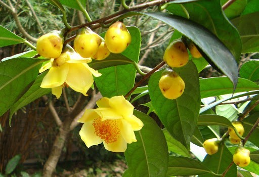Lợi ích sức khỏe của chè hoa vàng