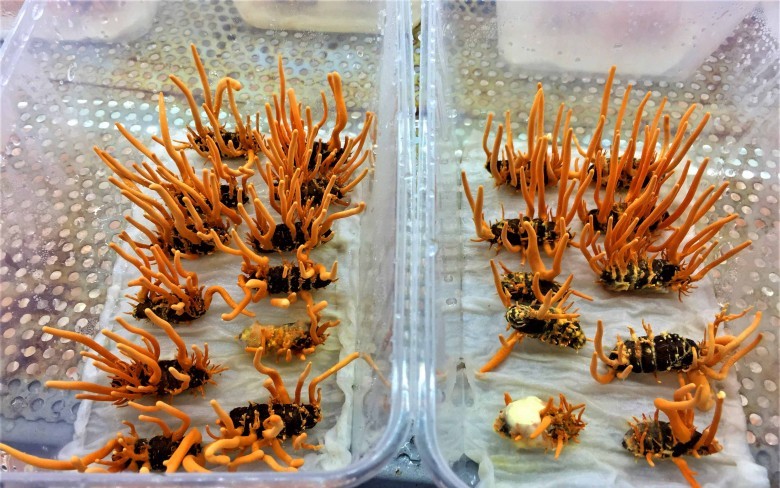 Hỗ trợ kiểm soát bệnh tiểu đường