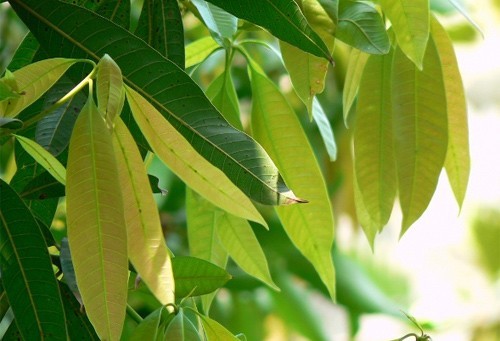 Bài thuốc chữa tiểu đường, sỏi thận từ lá xoài