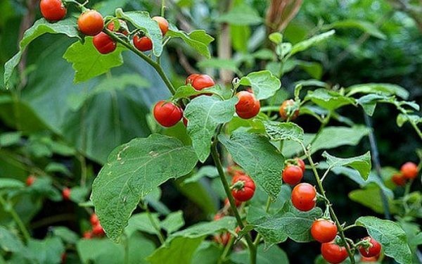 Cà gai leo còn có tên gọi khác như: Cà vạnh, cà cườm, cà quánh, cà quýnh, cà gai dây, cà lù. Tên khoa học Solanum hainanense hoặc Solanum procumbens Lour