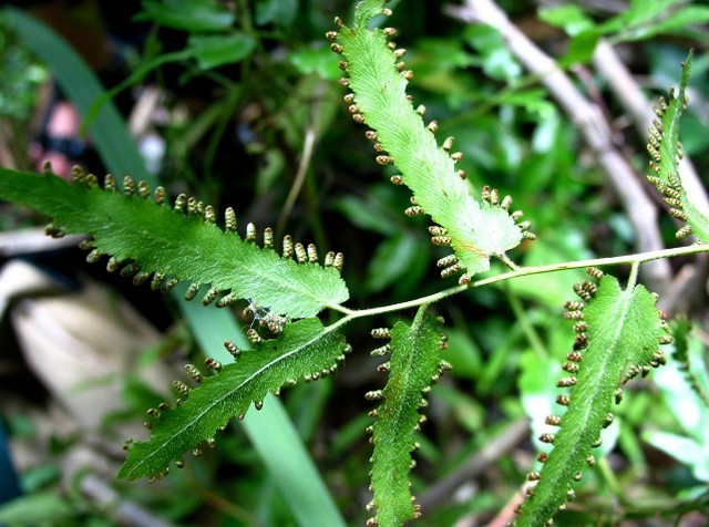 BÒNG BONG (Herba Lygodii)