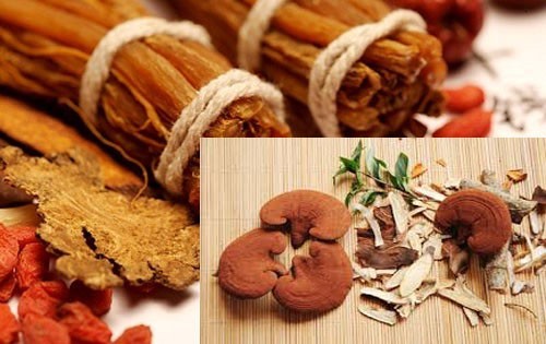 Tên khoa học: Ganoderma lucidum (Leyss.ex. Fr.) Karst. Thuộc họ nấm gỗ: Ganodermataceae.