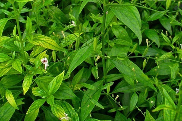 Thành phần hóa học