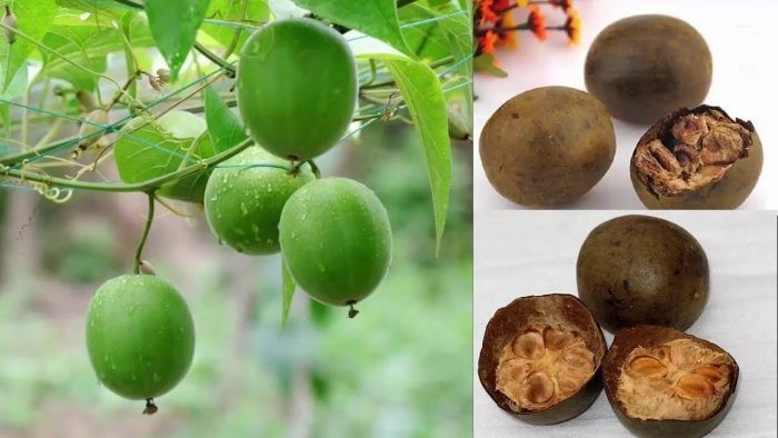 Những công dụng chữa bệnh của la hán quả
