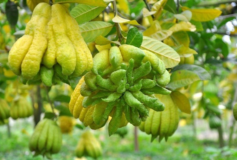 Bài thuốc chữa bệnh từ quả phật thủ