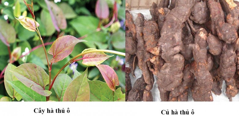 Nhận biết Hà thủ ô đỏ