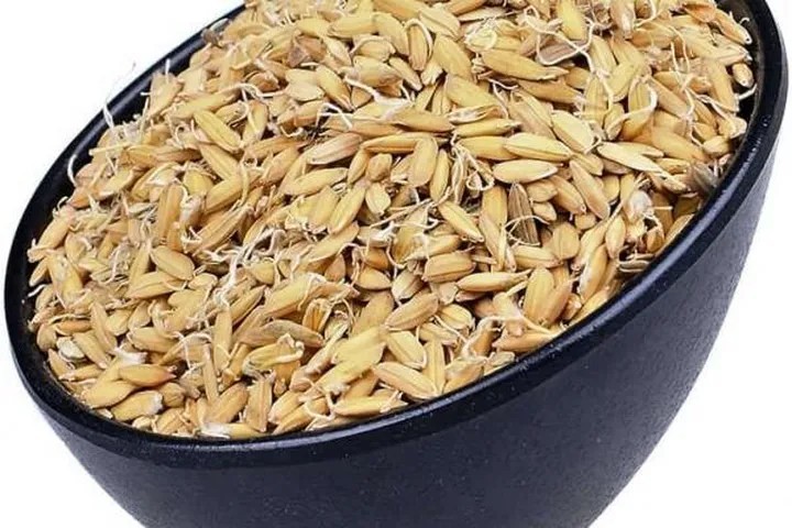 Những phương thuốc trong trị liệu bệnh chứng có sử dụng cốc nha