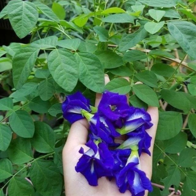 Chưa có căn cứ khoa học