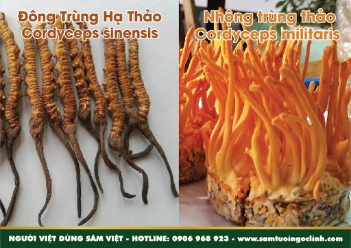 Bản chất như nấm ăn thông thường