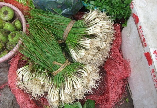 Củ kiệu