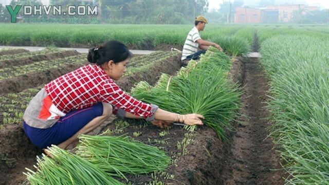 Rau hẹ