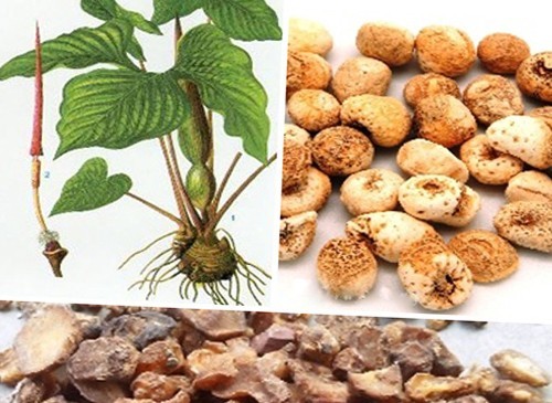 Bán hạ là vị thuốc quen thuộc là vị thuốc chính trong bài thuốc trị ho