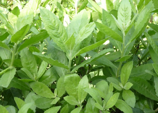 Cây Cúc tần