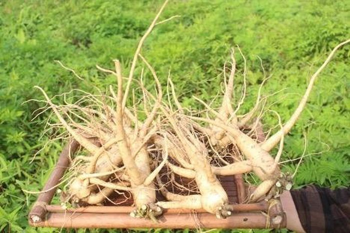 Bà đánh giá thế nào về “thực trạng” thị trường sâm tại Việt Nam hiện nay?
