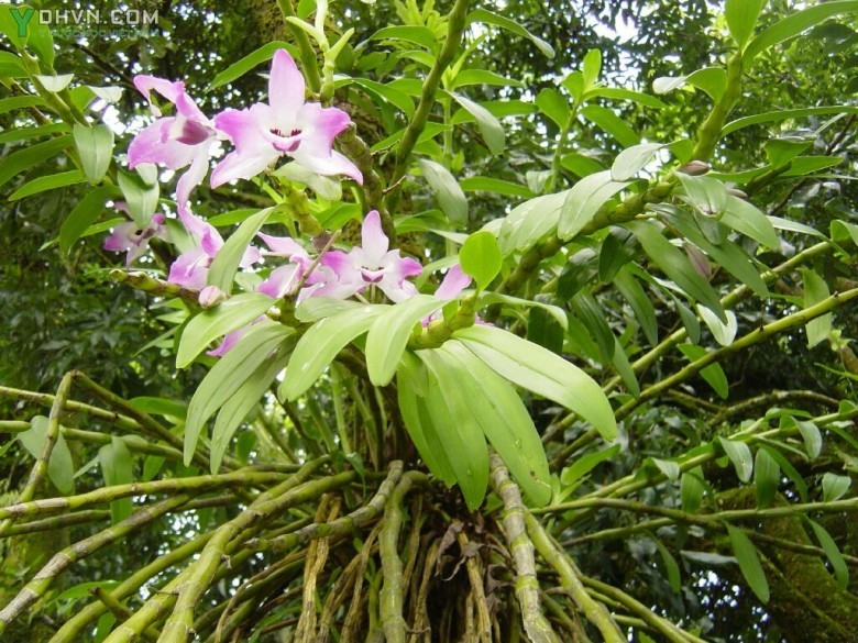Cây thạch hộc